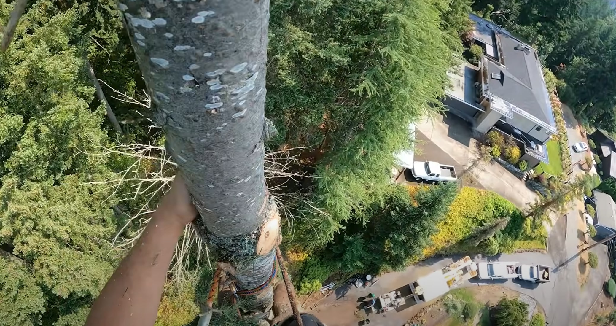 Professional tree service crew working in Brentwood, CA