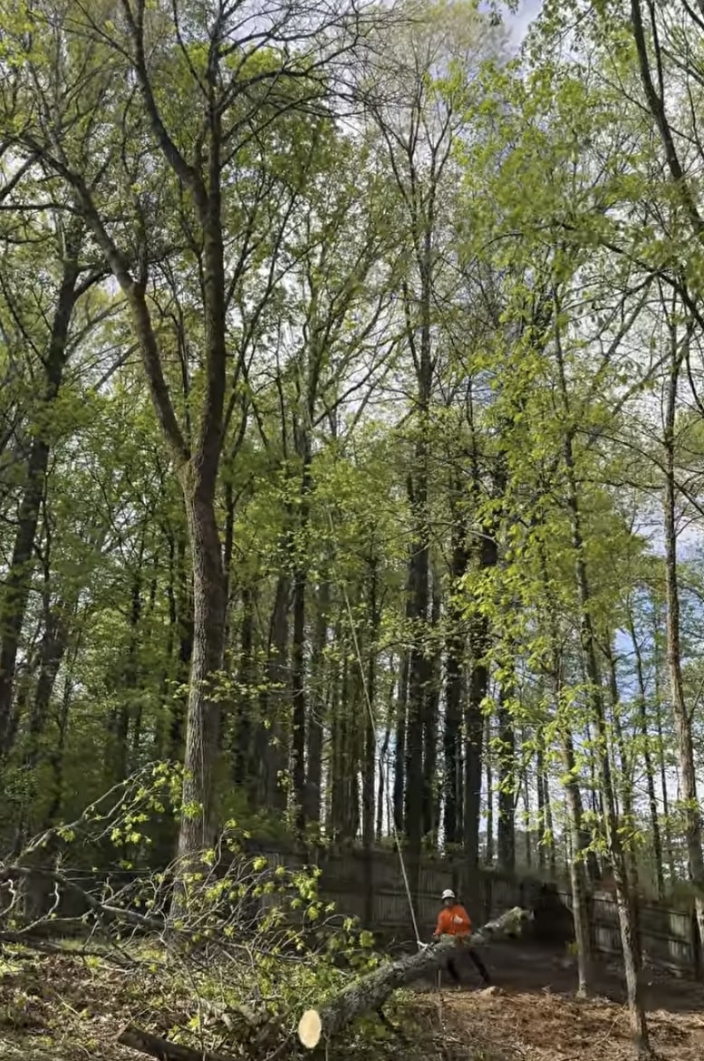 Tree Trimming & Pruning service in Brentwood, CA